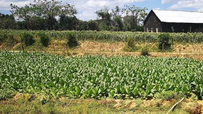 Cigar-Experience Cuba: Tobacco Plants © echonet.at / R. Vidmar