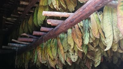 Cigar-Experience Cuba: Tobacco drying process © echonet.at / R. Vidmar